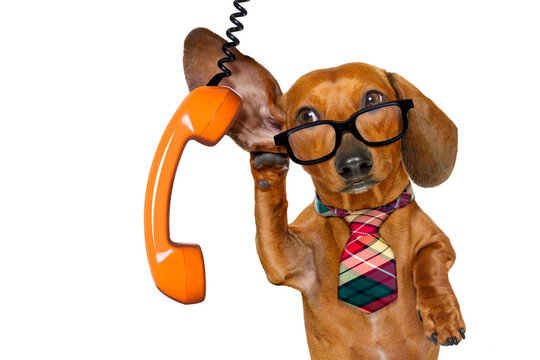 office worker businessman dachshund sausage  dog  as  boss and chef , with suitcase   listening and hearing carefully on the phone or telephone  , isolated on white background