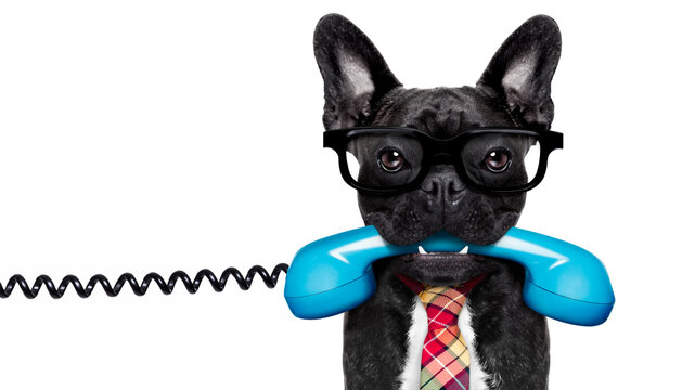 french bulldog dog with glasses as secretary or operator with  old  dial telephone or retro classic phone, isolated on white background