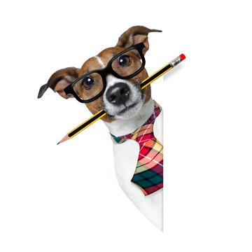 jack russell dog with pencil or pen in mouth  wearing nerd glasses for work as a boss or secretary , isolated on white background, behind blank banner or placard