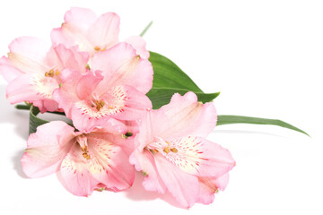 Fototapeta na wymiar small bouquet of alstroemeria on a white background with space for text on the right