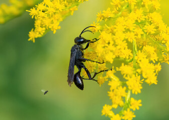 Closeup side profile of a Great Black Wasp on Goldenrod with a small flying insect behind it.