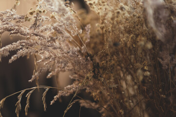 Bouquet of dry wildflowers. Close-up, blurred background, delicate colors.