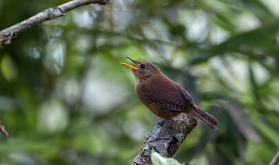 House Wren