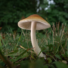 Amanita Crocea Springing Up in September