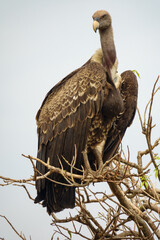 Entire vulture standing tall on top of a tree