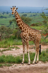Long shot of single giraffe looking at camera in Murchison Park, Uganda