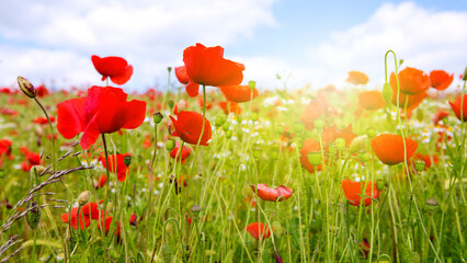 Poppies field in rays sun. Field of red poppies in bright evening light.