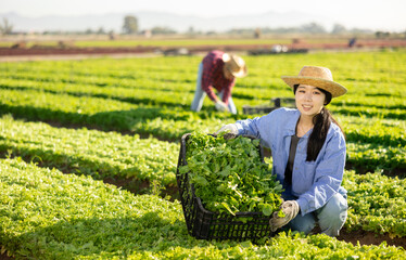 Naklejka na ściany i meble Satisfied asian woman posing with box of harvested fresh green lettuce in farmers field