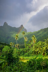 Rainbow on Moorea island jungle and mountains landscape. French Polynesia - obrazy, fototapety, plakaty