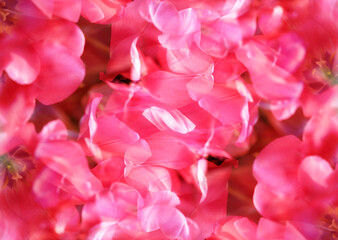 Obraz premium Background of beautiful bright pink spring tulips