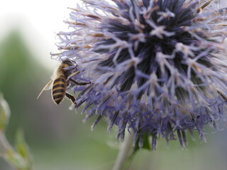 ルリタマアザミとミツバチ