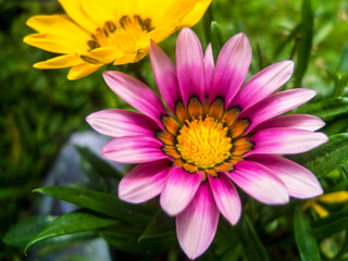 Obraz premium Purple Large Flower With A Large Yellow Yellow Flower In The Backgorund