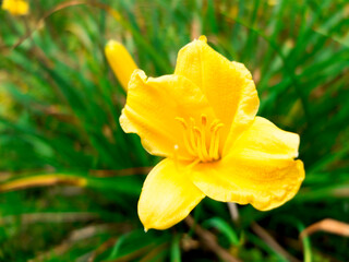 Fototapeta premium Yellow Flower With Floppy Pedals and CenterStems