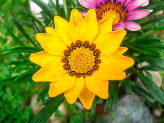 Yellow Flower with a Purple Flower In THe Backgorund