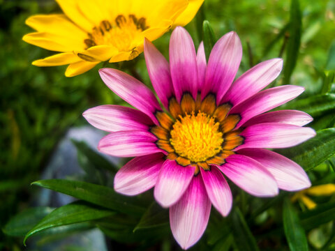 Purple Large Flower With A Large Yellow Yellow Flower In The Backgorund