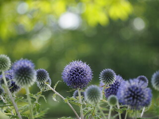 ルリタマアザミの花壇