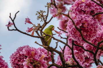Maritaca no ipê rosa florido na praça da Liberdade, na cidade de Belo Horizonte, Estado de Minas Gerais, Brasil