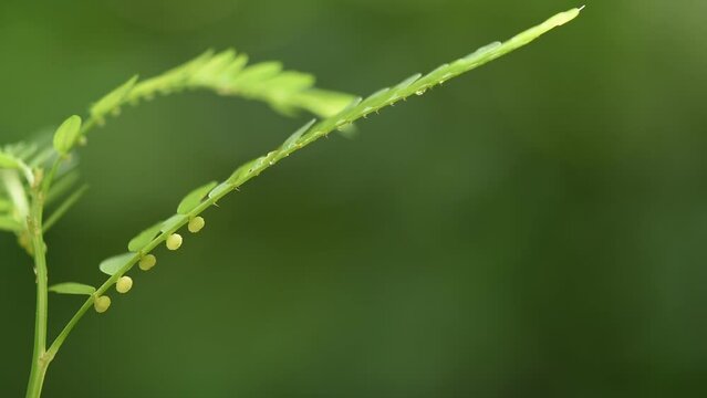 Egg woman or phyllanthus niruri on nature background.