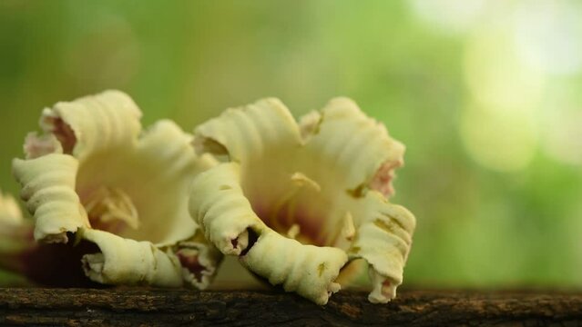 Broken bones tree or oroxylum indicumon flower on nature background.
