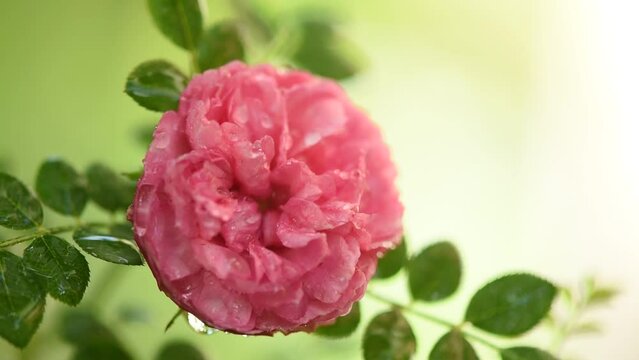 Roxburghii plena rose on nature background.
