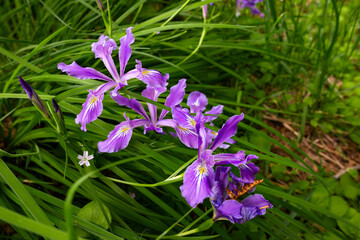 Remarkable Beauty of a Vibrant Purple Iris Tenax Flower in its Natural Wild Habitat. Toughleaf Iris...
