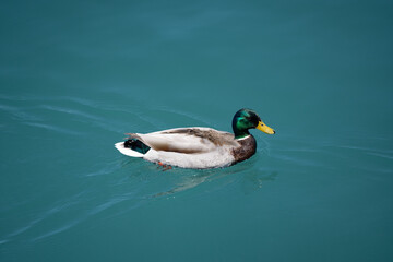 duck on the water