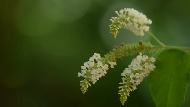 Buddleja paniculata banch flowers on nature background.