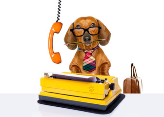 office worker businessman dachshund sausage  dog  as  boss and chef , with suitcase  and typewriter...