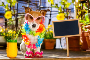 Jack russell dog relaxing on balcony with sunglasses in summer or spring  vacation holidays   with a cocktail drink