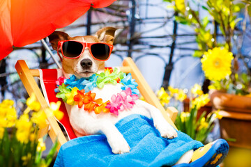 jack russell dog relaxing on a fancy red  hammock with sunglasses in summer or spring  vacation holidays  under umbrella on balcony at the terrace - obrazy, fototapety, plakaty