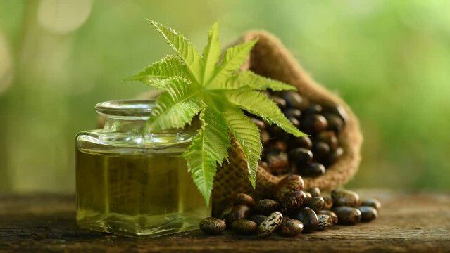 Castor seeds ,oil and green leaf on nature background.