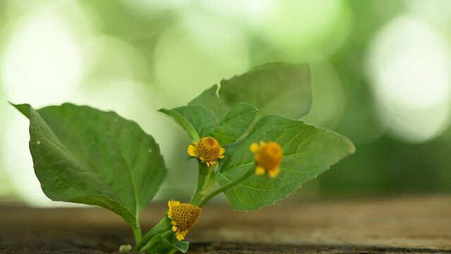 Acmella oleracea or Toothache plant on nature background.