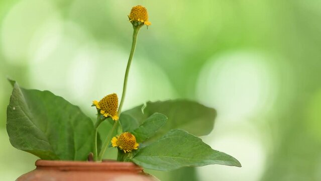 Acmella oleracea or Toothache plant on nature background.