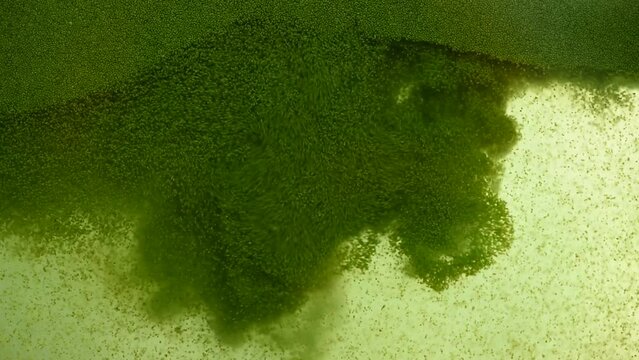 Wolffia globosa green leaves in the water background.