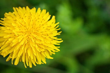 Yellow dandelions in the grass in the forest. Close-up. Spring photo.