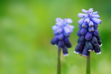 Flowers of blue hyacinth in nature. Macro.