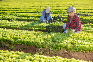 Positive european woman farmer gathering harvest of organic green lettuce on field