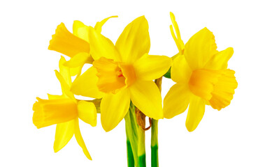 Spring flower narcissus yellow bouquet with green branch and flower-growing gerdening, isolated on white background.