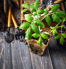 Seedlings tomato in pot with garden tools ground spade and rake on old wooden board. Copyspace