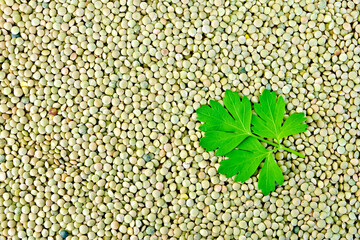 Texture of green beans lentils with parsley leaf