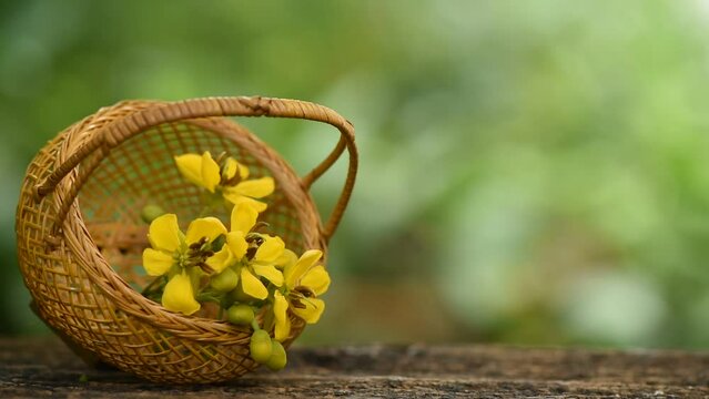 Siamese senna branch flowers on nature background.