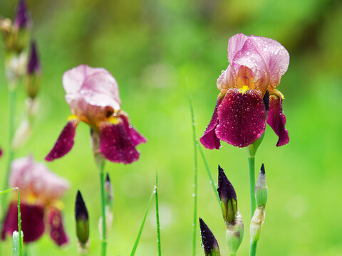 雨に濡れるジャーマンアイリス