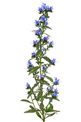 Obraz premium Echium vulgare, Viper’s Bugloss, Blueweed, isolated on white background