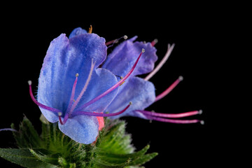 Fototapeta na wymiar Echium vulgare, Viper’s Bugloss, Blueweed, isolated on black background