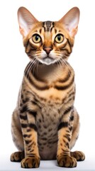 Bengal cat sitting on white background