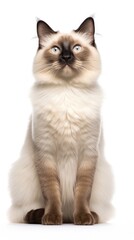 Black and white Balinese cat sitting on white background