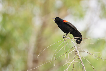 Red-winged Blackbird Singing