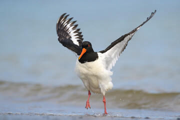 austernfischer haematopus ostralegus