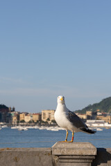 seagull leaning on the stone balustrade and with the coast in the background