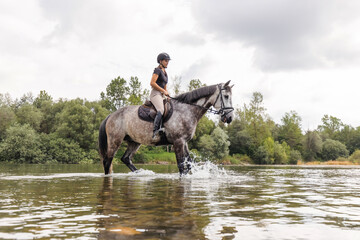 Front view of a beautiful dapple gray horse with a female jockey, splashing the water while walking river and nature photographer shooting a scene